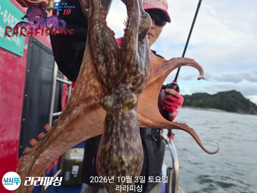 낚시뚜,돌문어,속천항(진해),라라피싱,낚시뚜2