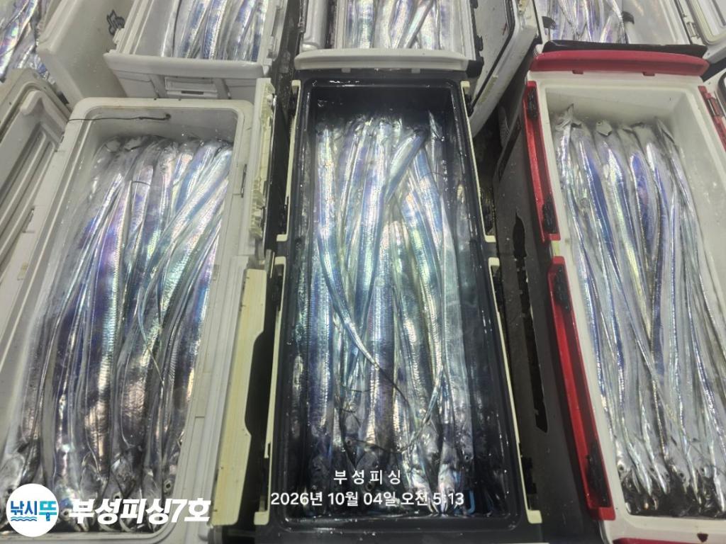 낚시뚜,갈치,통영영운리항,부성피싱7호,낚시뚜31
