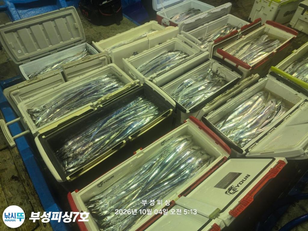 낚시뚜,갈치,통영영운리항,부성피싱7호,낚시뚜27
