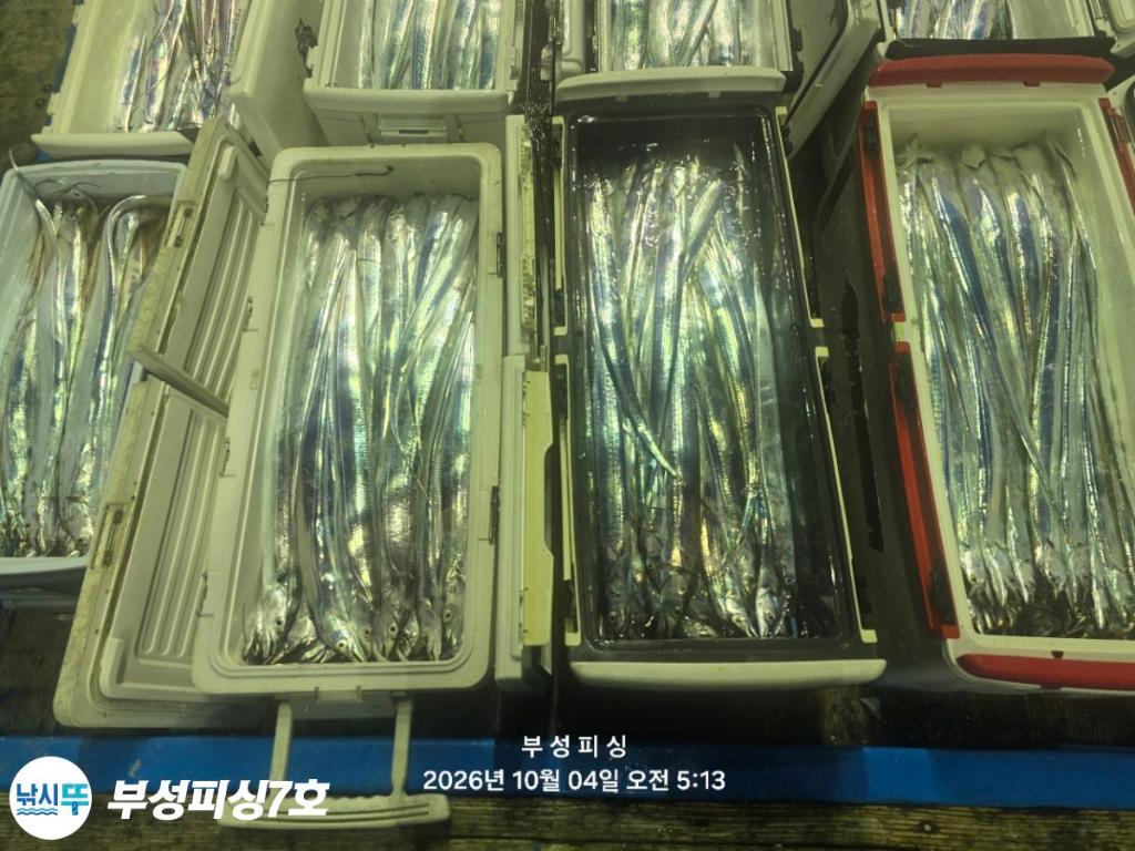 낚시뚜,갈치,통영영운리항,부성피싱7호,낚시뚜29