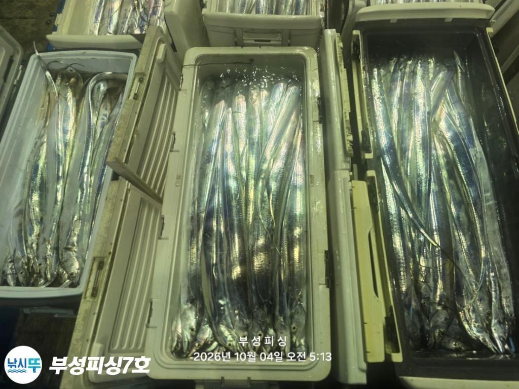 낚시뚜,갈치,통영영운리항,부성피싱7호,낚시뚜30