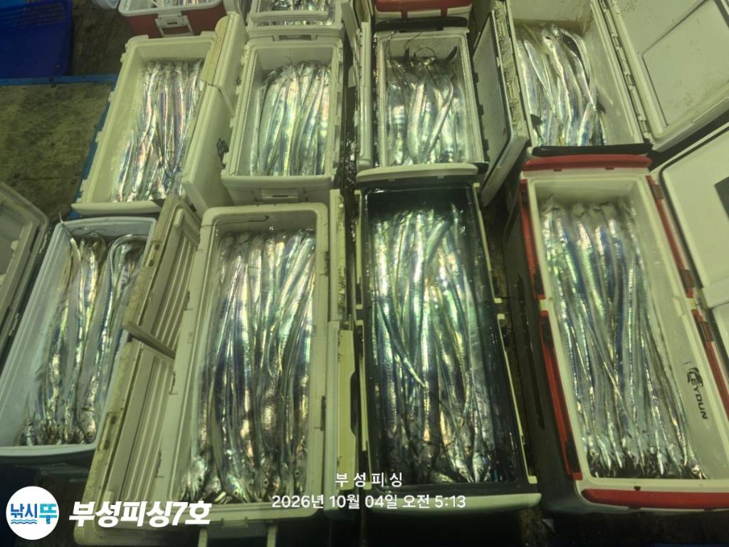 낚시뚜,갈치,통영영운리항,부성피싱7호,낚시뚜24