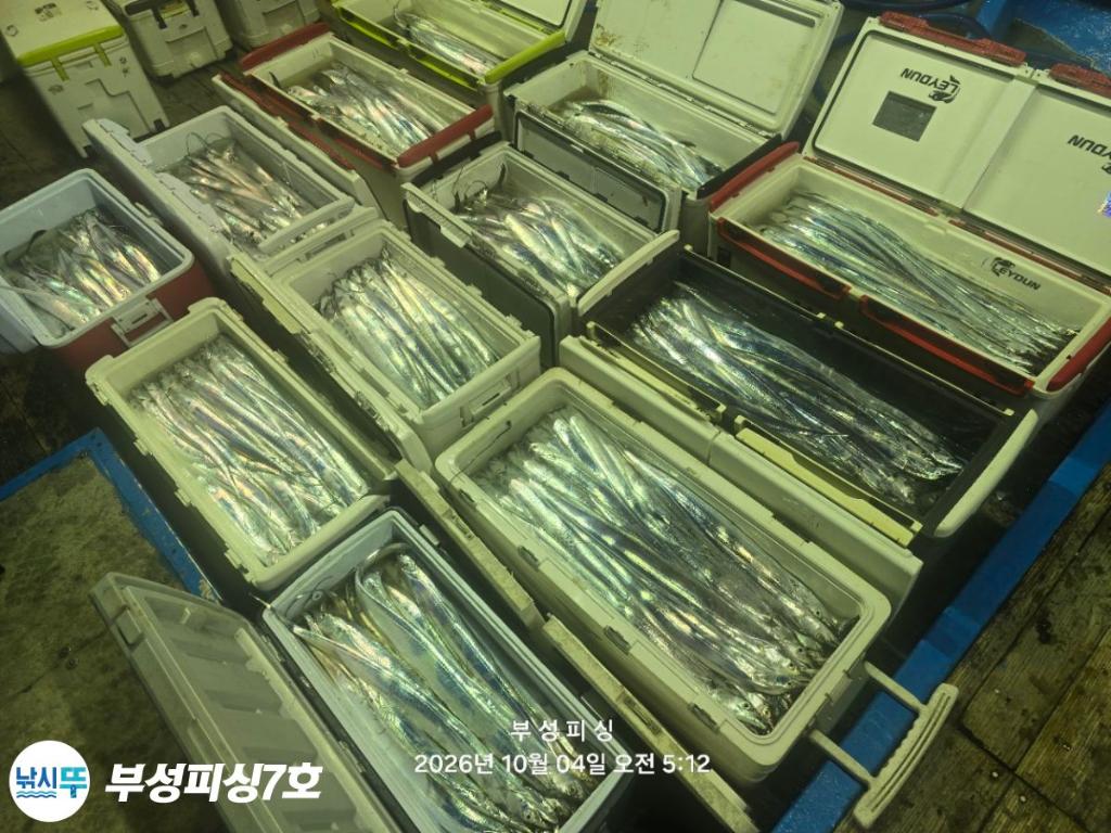 낚시뚜,갈치,통영영운리항,부성피싱7호,낚시뚜26