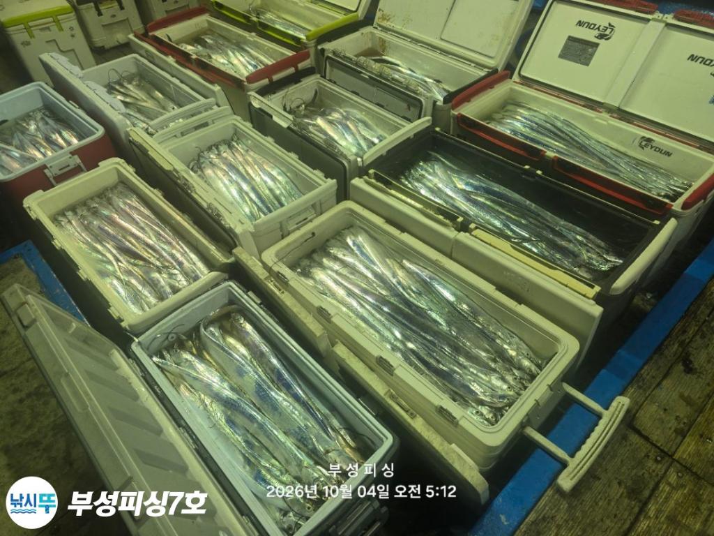 낚시뚜,갈치,통영영운리항,부성피싱7호,낚시뚜25