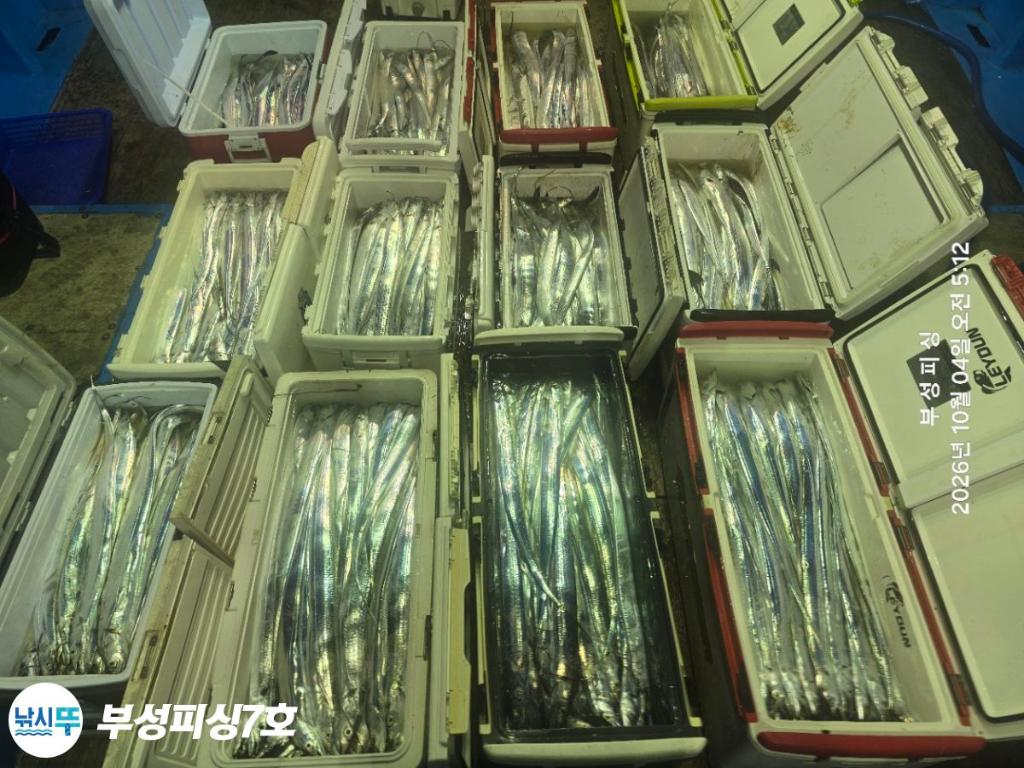 낚시뚜,갈치,통영영운리항,부성피싱7호,낚시뚜23