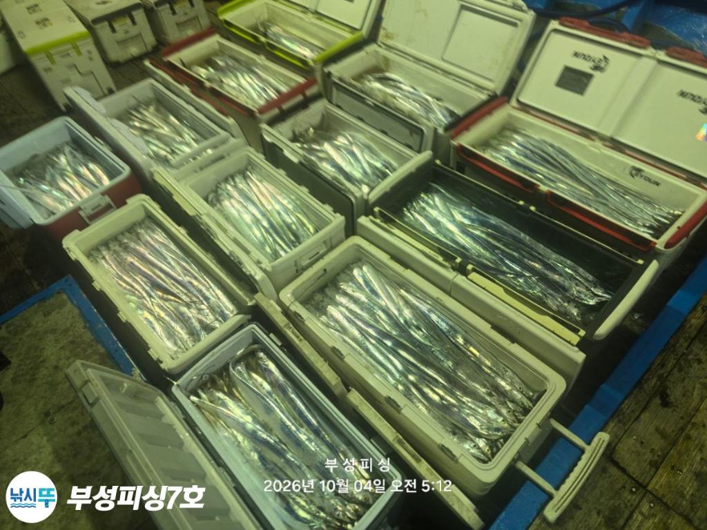 낚시뚜,갈치,통영영운리항,부성피싱7호,낚시뚜1