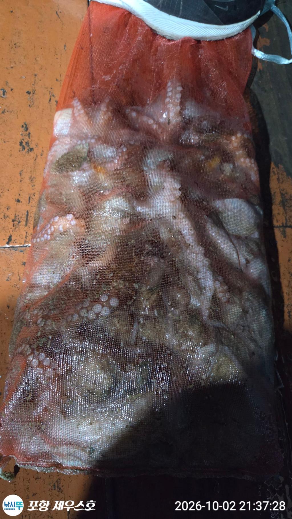 낚시뚜,돌문어,영일만항,포항 제우스호,낚시뚜27