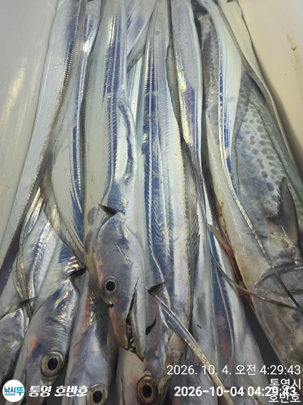 낚시뚜,갈치,통영 신전항,통영호반호,낚시뚜27
