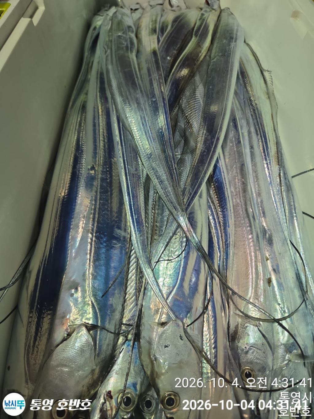 낚시뚜,갈치,통영 신전항,통영호반호,낚시뚜24