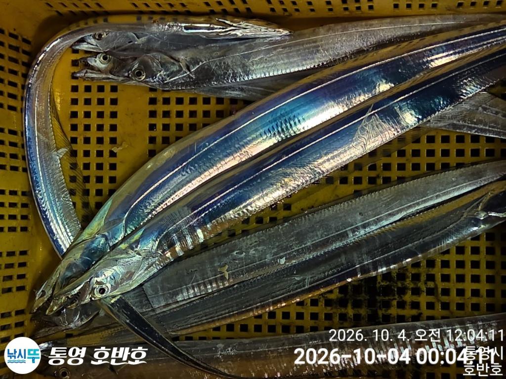낚시뚜,갈치,통영 신전항,통영호반호,낚시뚜19