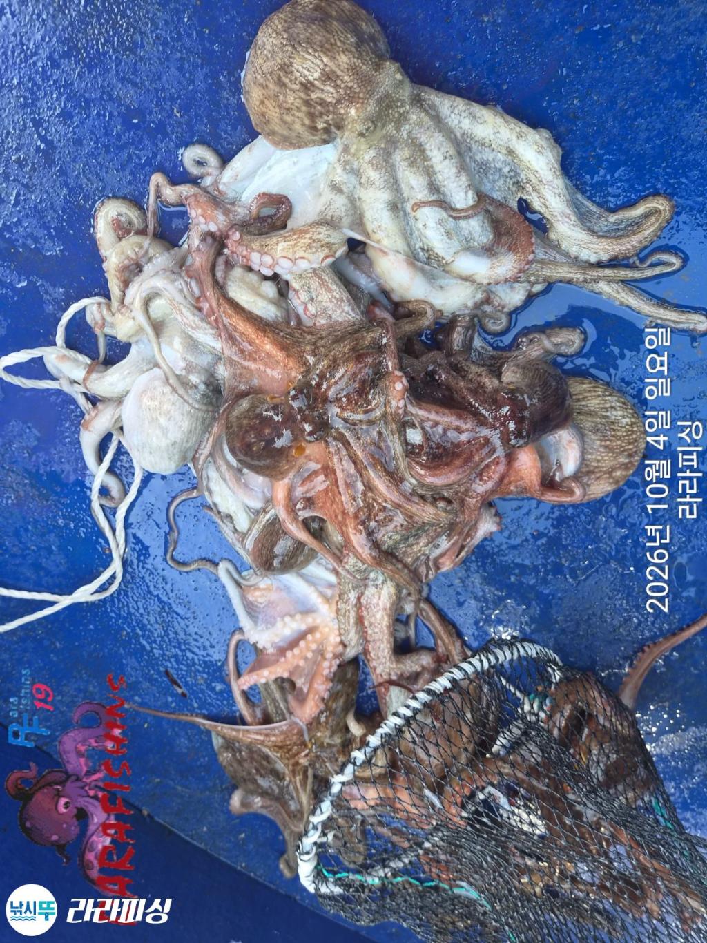 낚시뚜,돌문어,속천항(진해),라라피싱,낚시뚜22