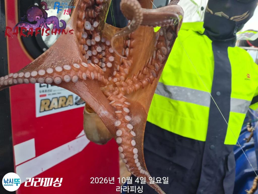 낚시뚜,돌문어,속천항(진해),라라피싱,낚시뚜16