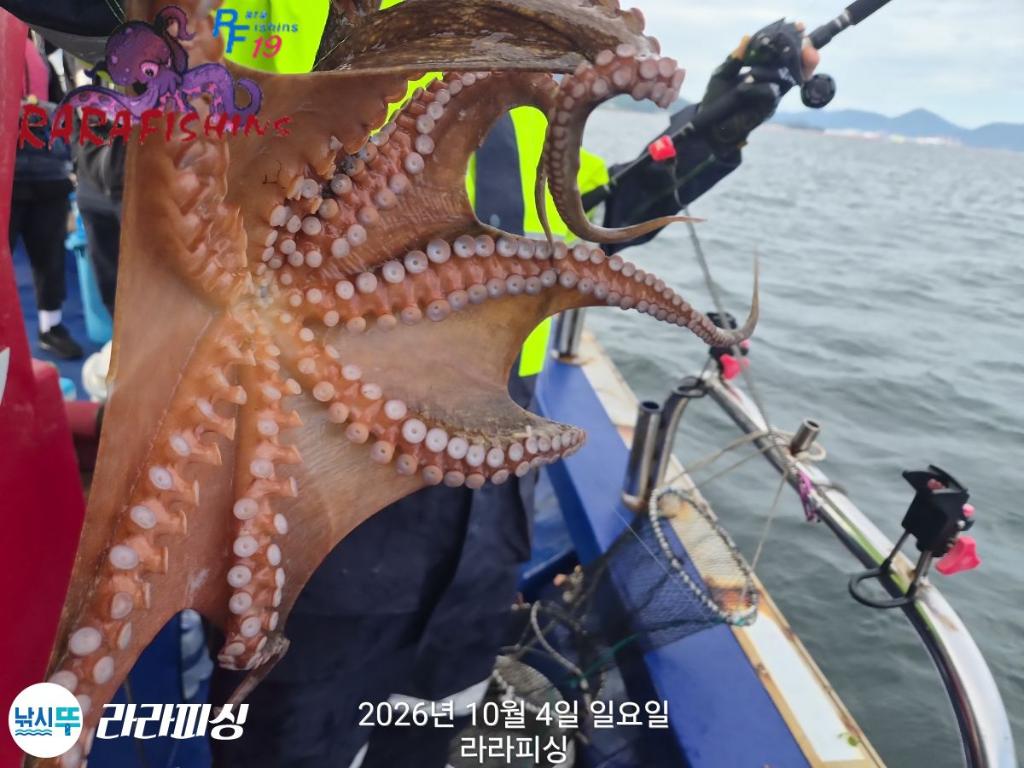 낚시뚜,돌문어,속천항(진해),라라피싱,낚시뚜13