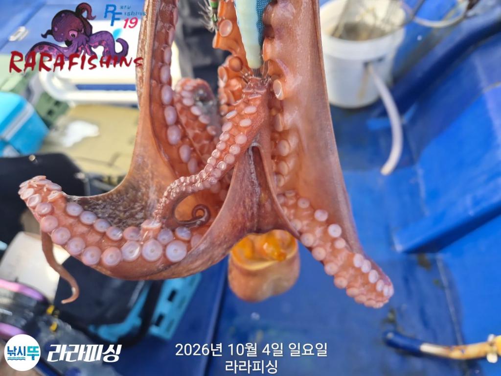 낚시뚜,돌문어,속천항(진해),라라피싱,낚시뚜12