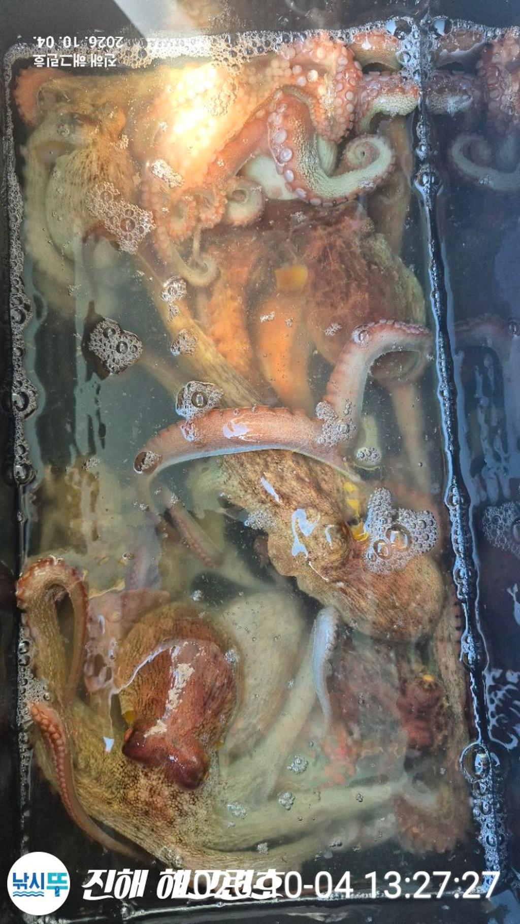 낚시뚜,돌문어,삼포항,진해 해그린호,낚시뚜10