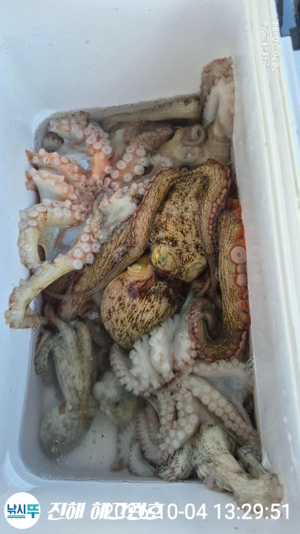 낚시뚜,돌문어,삼포항,진해 해그린호,낚시뚜6