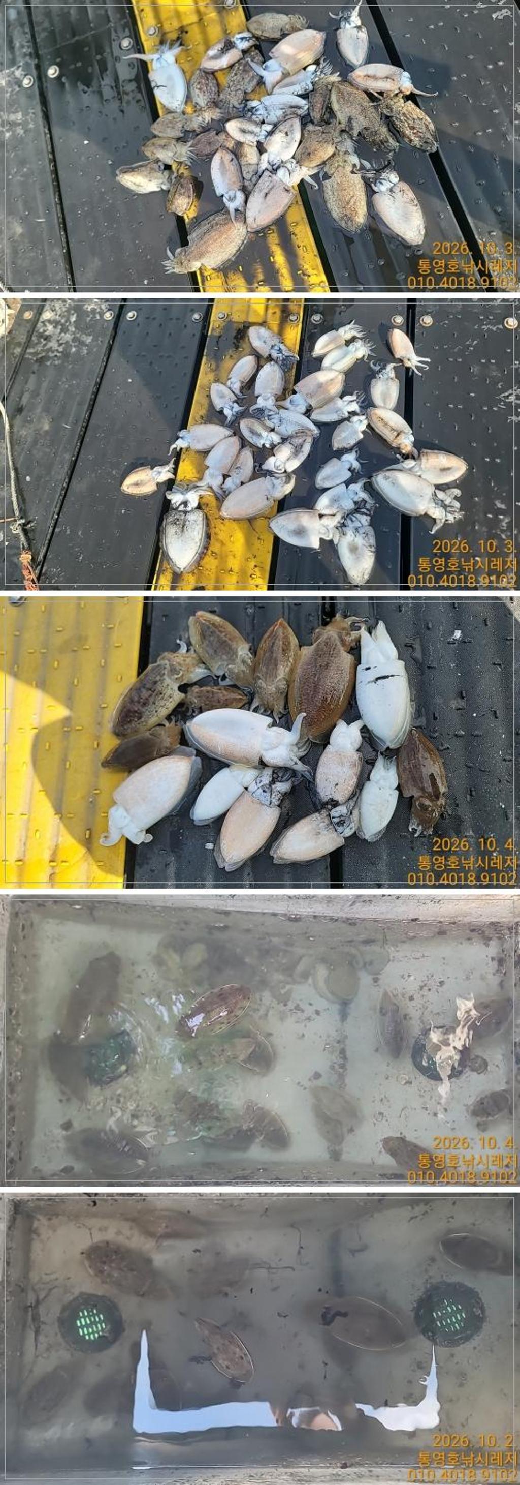 낚시뚜,갑오징어,풍화수월선착장,통영호 낚시레져,낚시뚜0