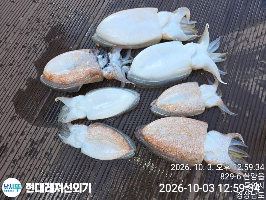 낚시뚜,감성돔,갑오징어,돌돔,풍화상장마을,통영 현대레져선외기,낚시뚜14