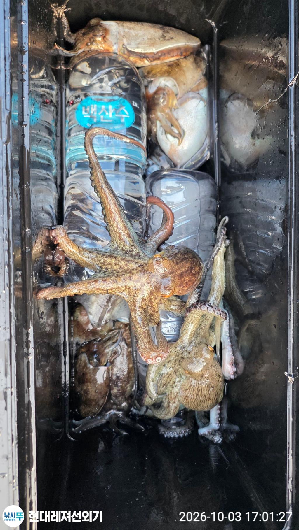 낚시뚜,감성돔,갑오징어,돌돔,풍화상장마을,통영 현대레져선외기,낚시뚜12
