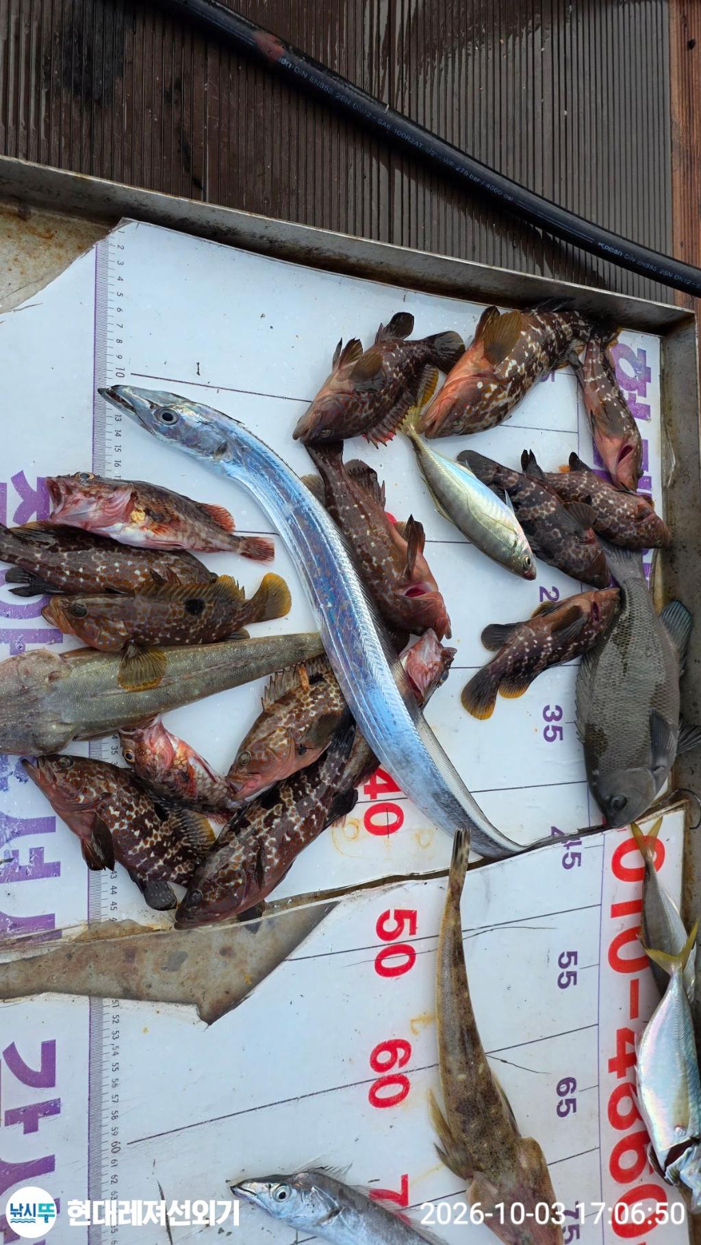 낚시뚜,감성돔,갑오징어,돌돔,풍화상장마을,통영 현대레져선외기,낚시뚜11