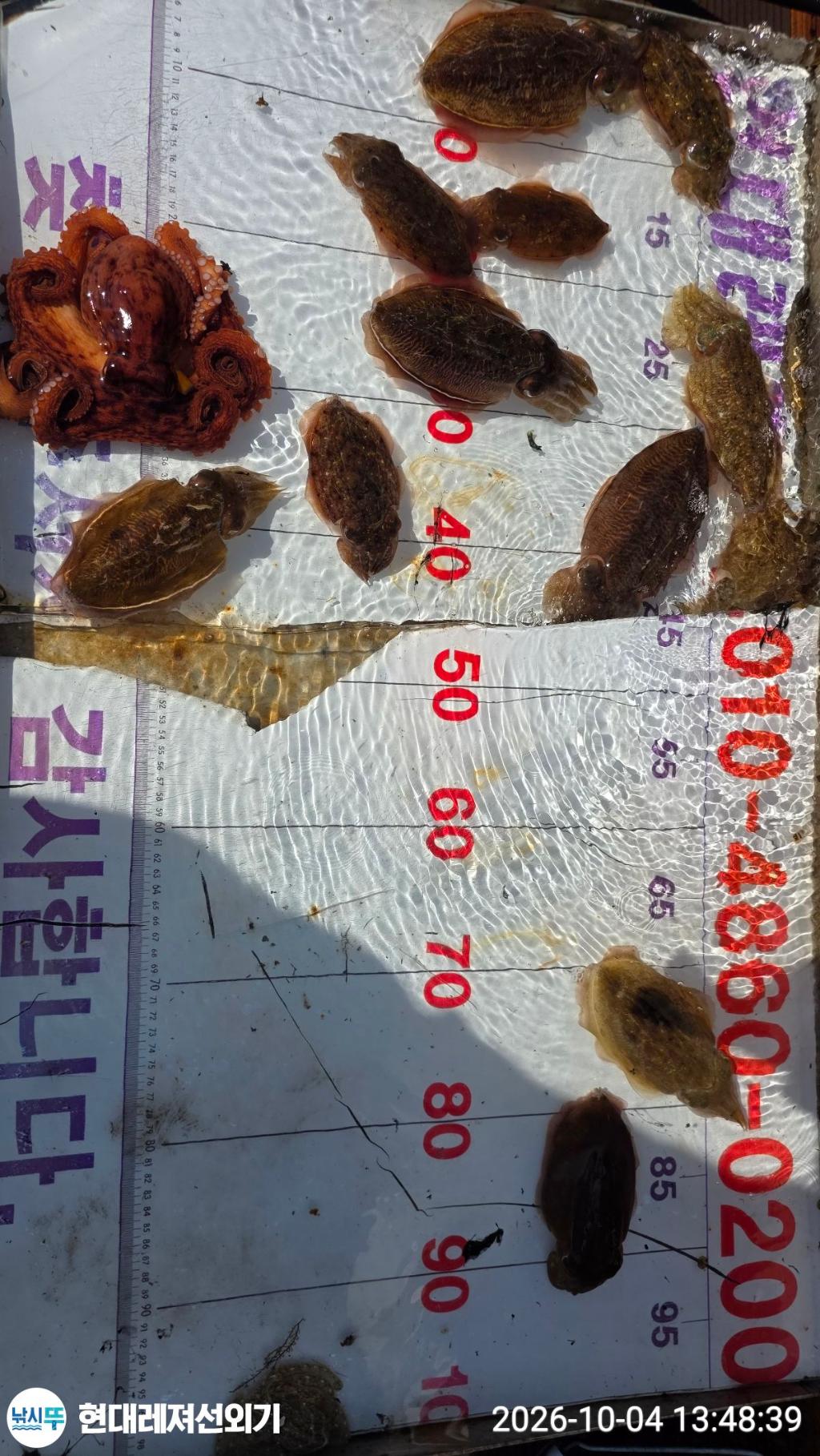 낚시뚜,감성돔,갑오징어,돌돔,풍화상장마을,통영 현대레져선외기,낚시뚜7