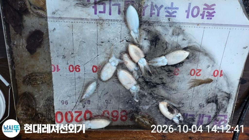 낚시뚜,감성돔,갑오징어,돌돔,풍화상장마을,통영 현대레져선외기,낚시뚜3