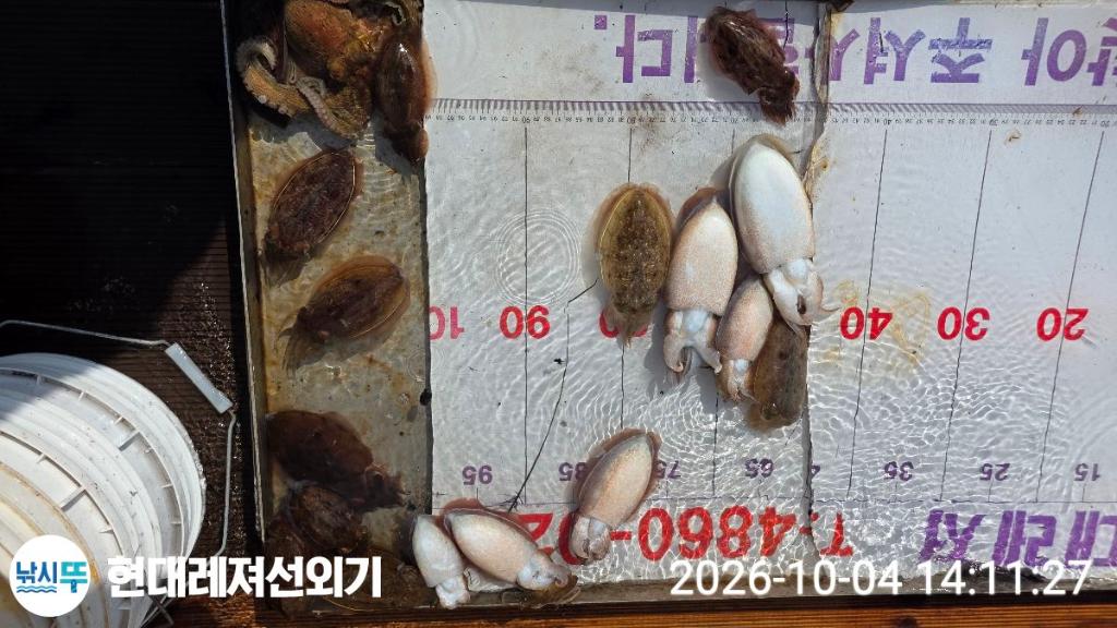 낚시뚜,감성돔,갑오징어,돌돔,풍화상장마을,통영 현대레져선외기,낚시뚜2