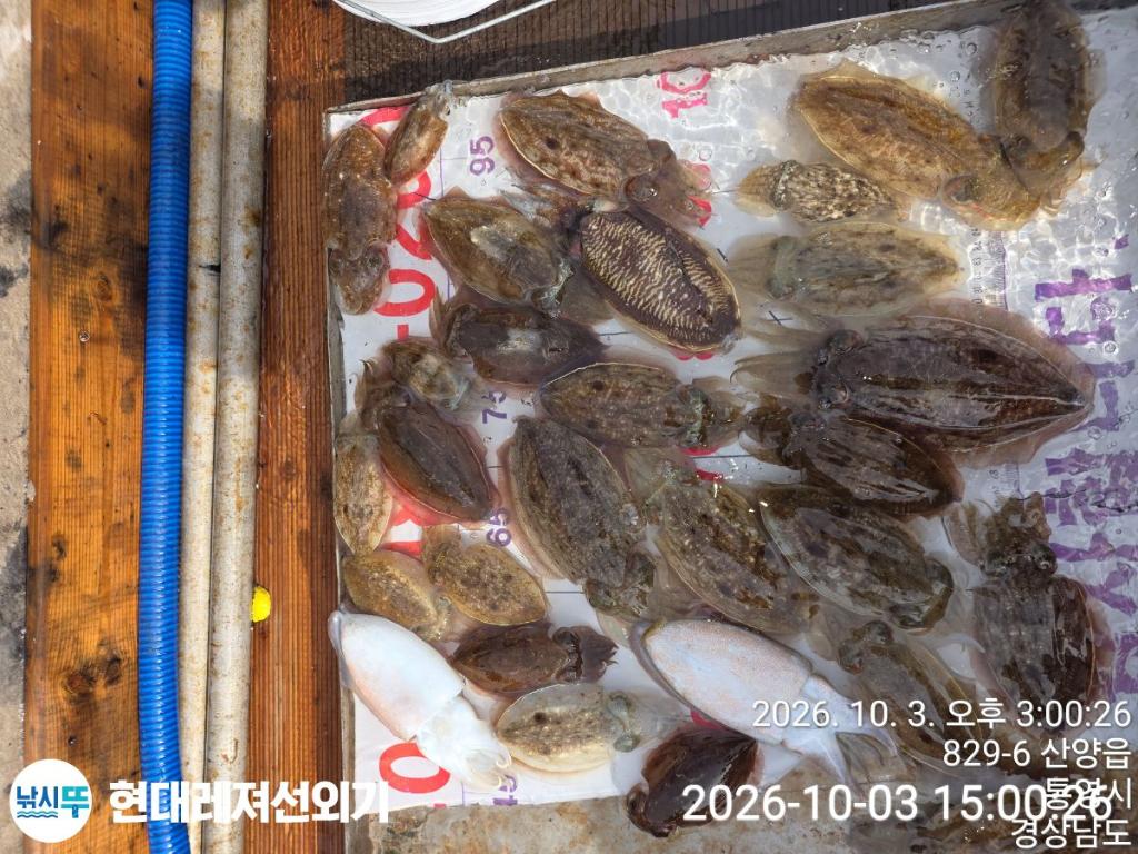 낚시뚜,감성돔,갑오징어,돌돔,풍화상장마을,통영 현대레져선외기,낚시뚜0