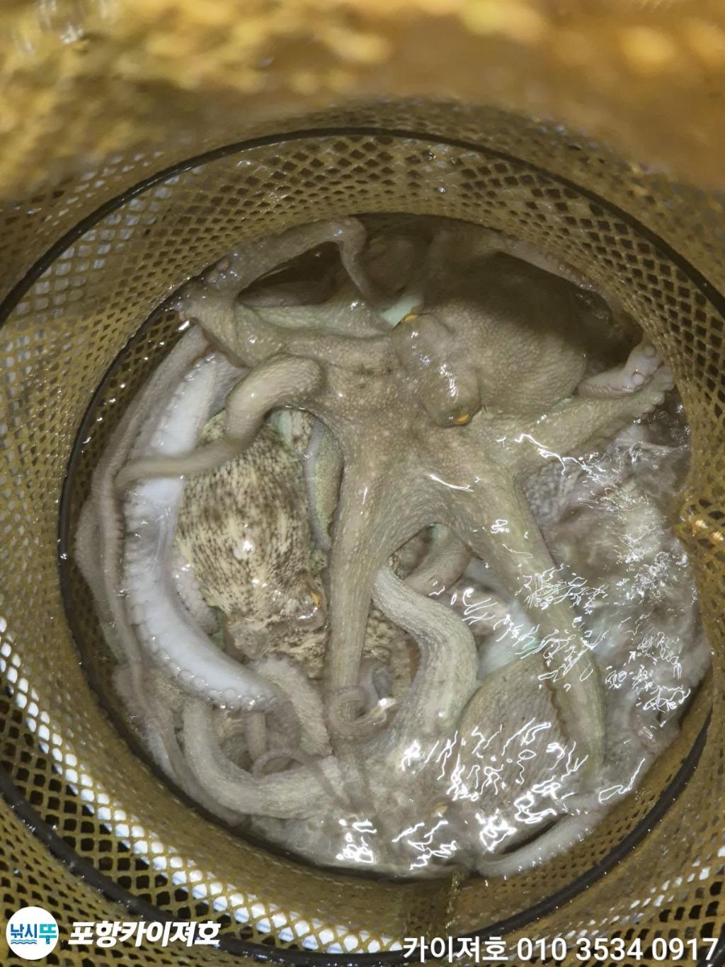 낚시뚜,돌문어,영일만항,포항카이져호,낚시뚜58