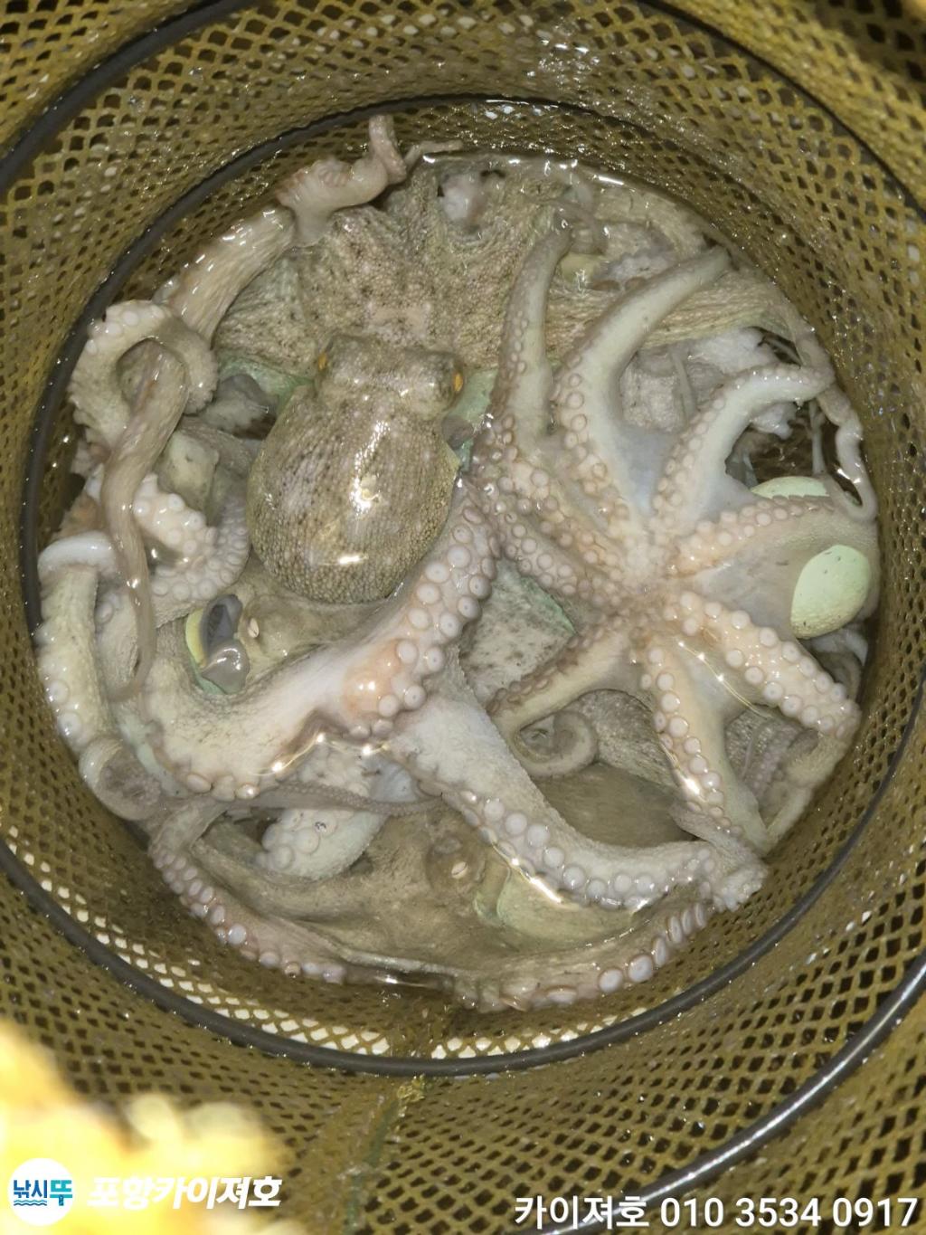 낚시뚜,돌문어,영일만항,포항카이져호,낚시뚜57