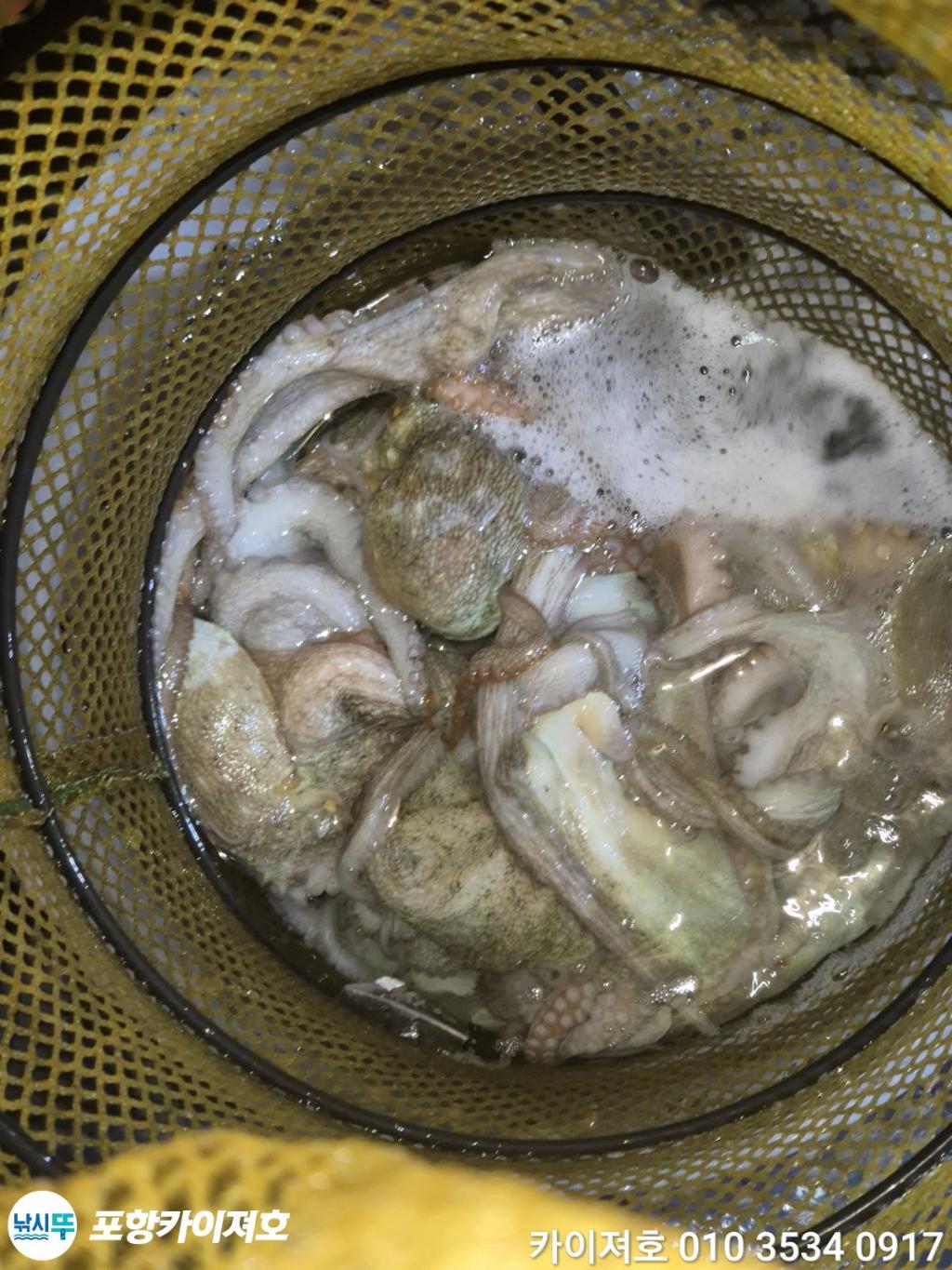 낚시뚜,돌문어,영일만항,포항카이져호,낚시뚜56