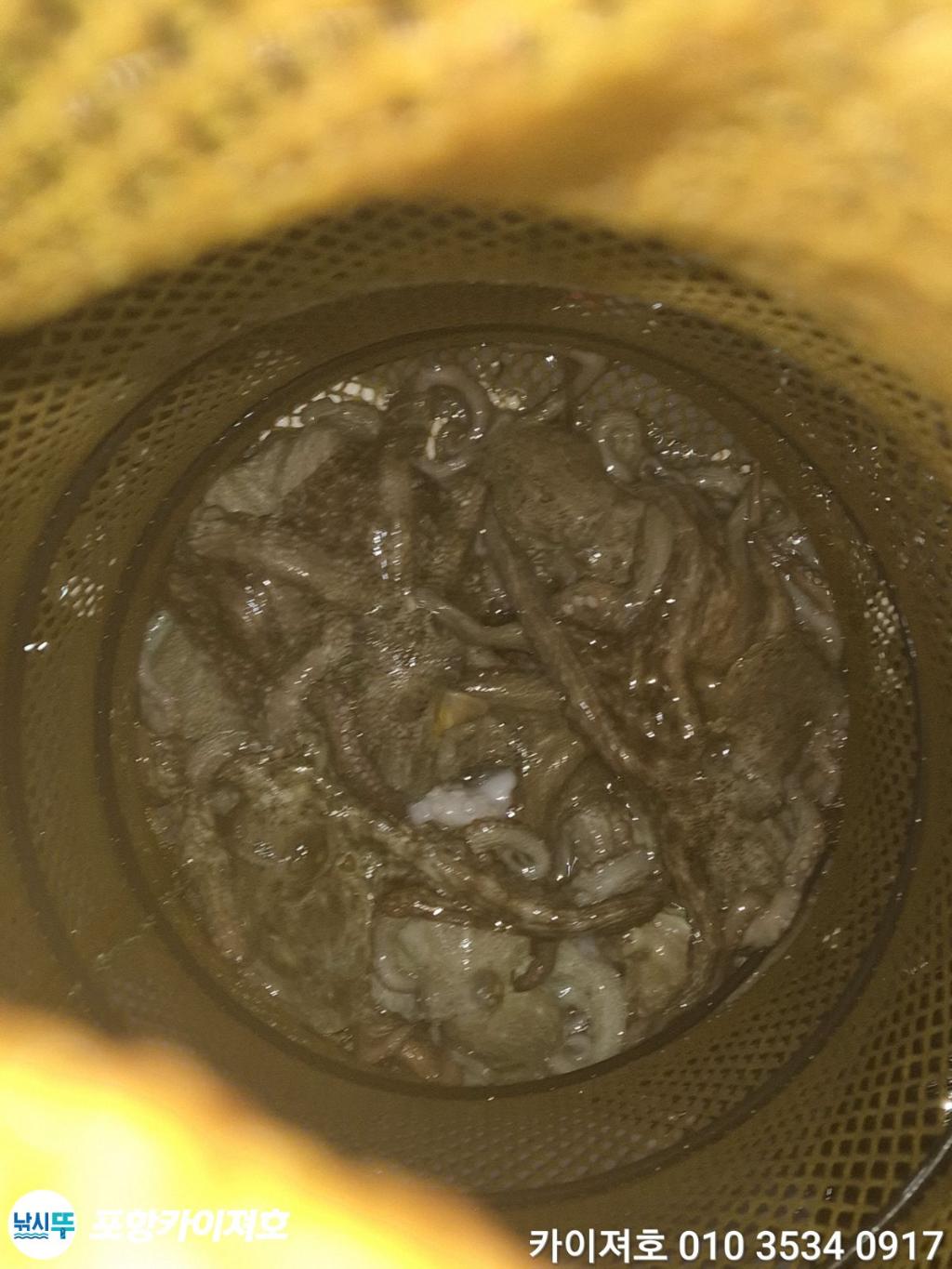 낚시뚜,돌문어,영일만항,포항카이져호,낚시뚜49