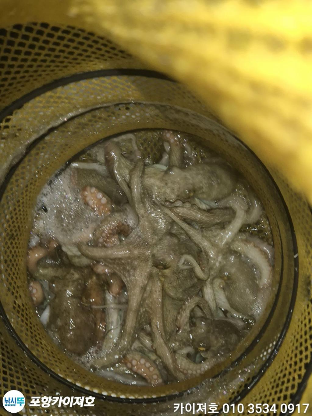 낚시뚜,돌문어,영일만항,포항카이져호,낚시뚜48