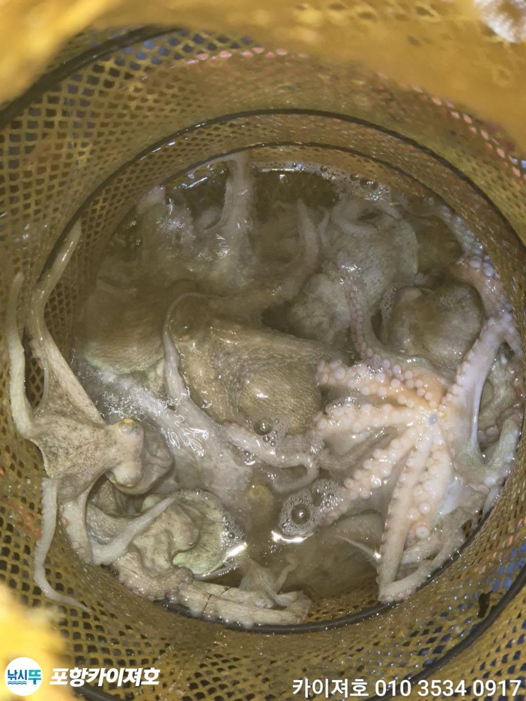 낚시뚜,돌문어,영일만항,포항카이져호,낚시뚜46