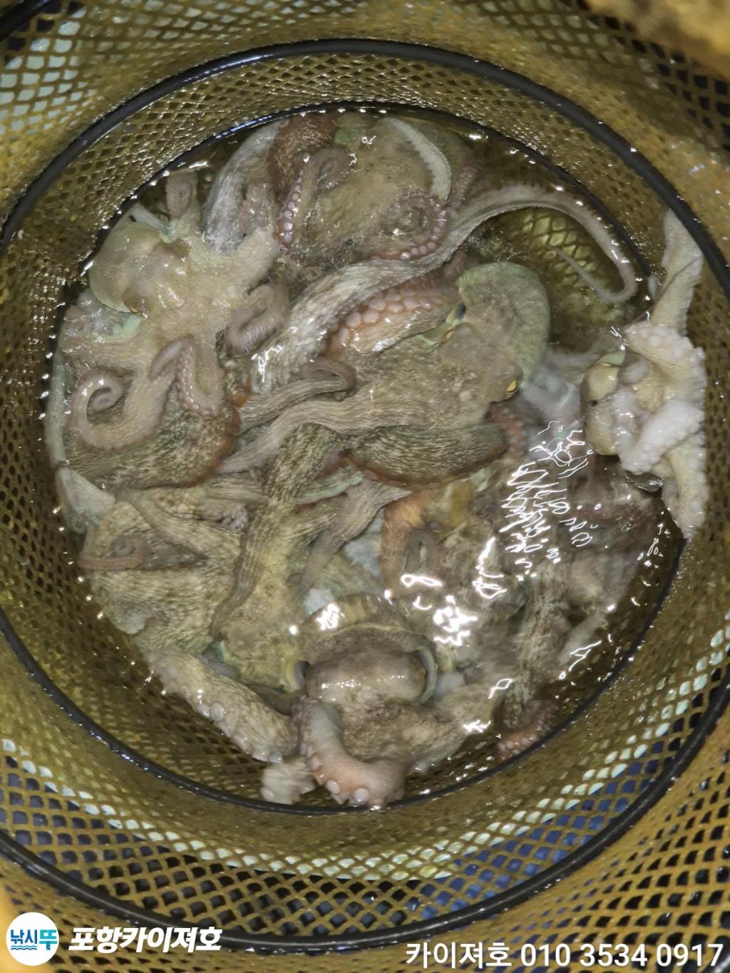 낚시뚜,돌문어,영일만항,포항카이져호,낚시뚜45