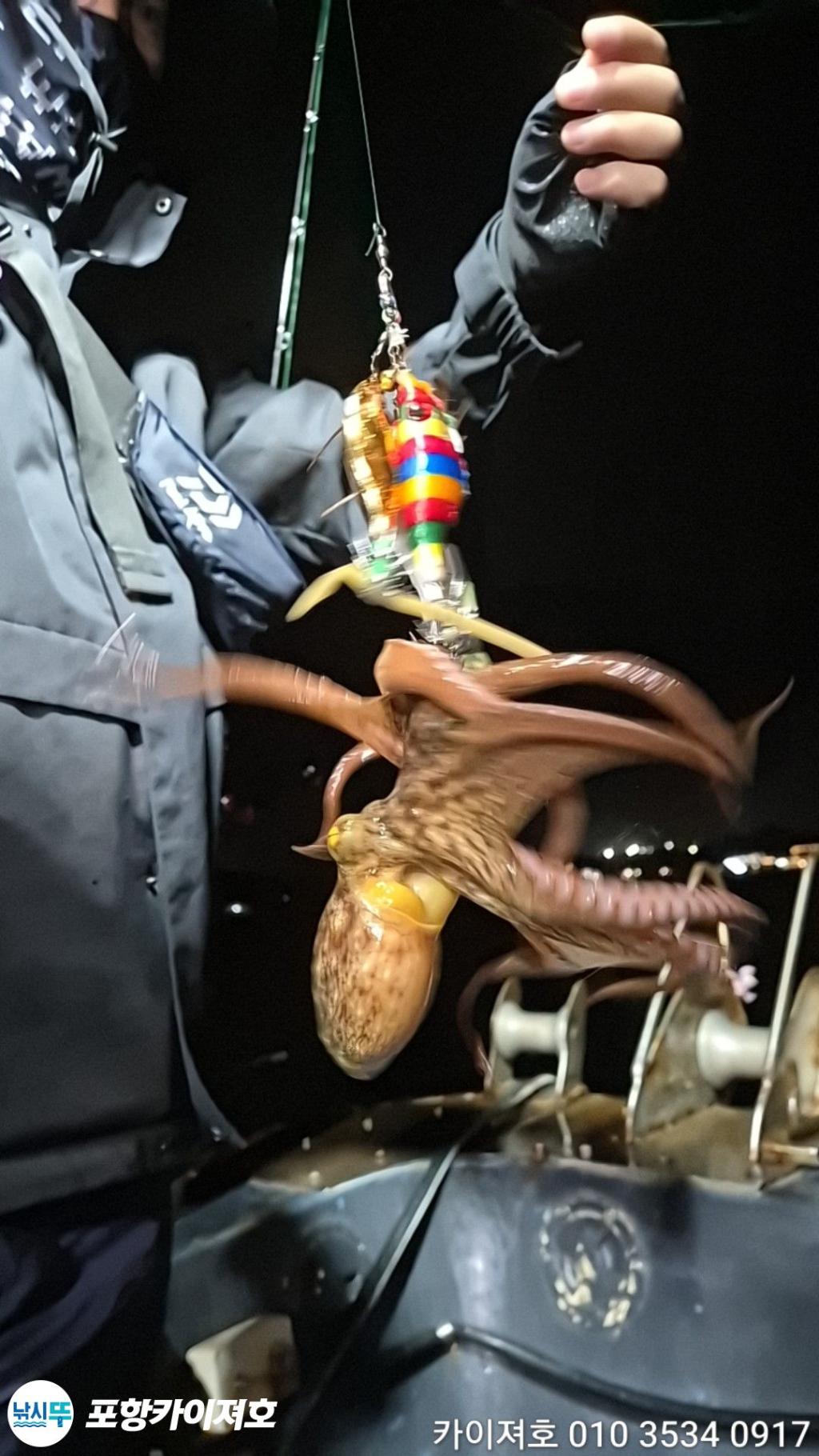 낚시뚜,돌문어,영일만항,포항카이져호,낚시뚜37