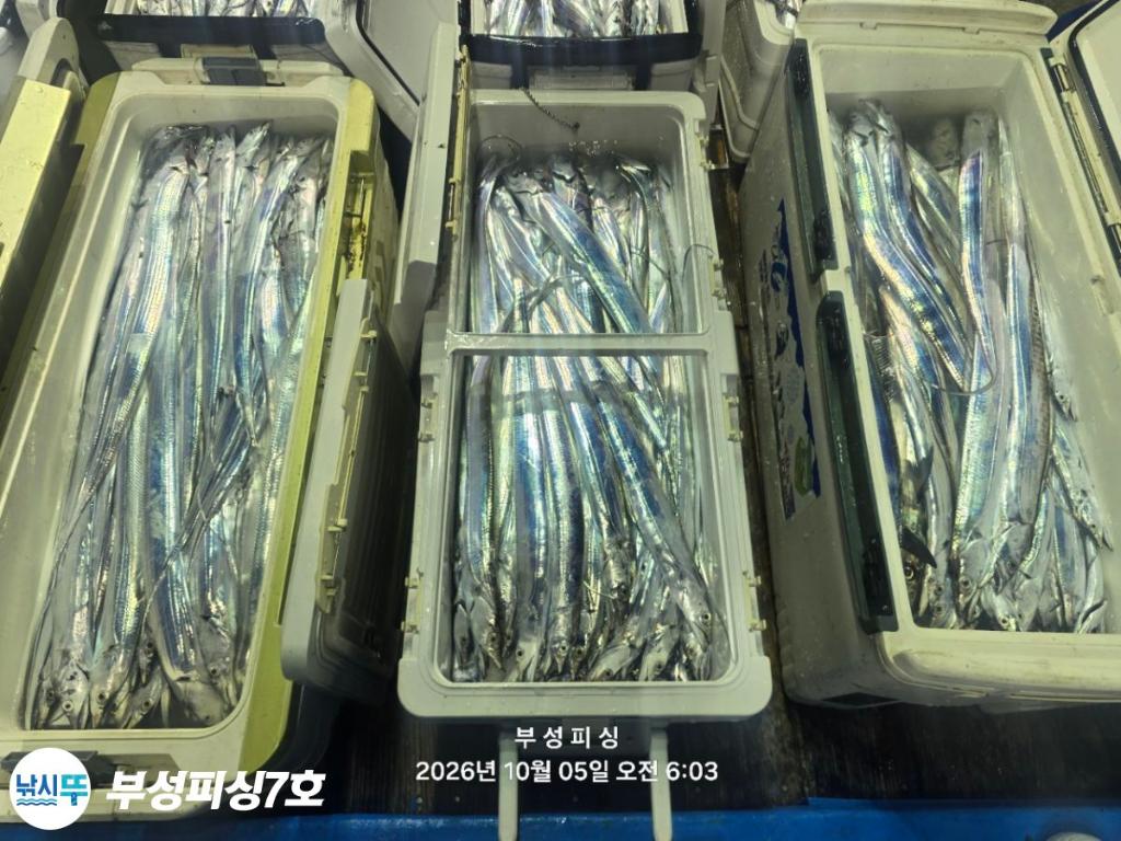 낚시뚜,갈치,통영영운리항,부성피싱7호,낚시뚜26