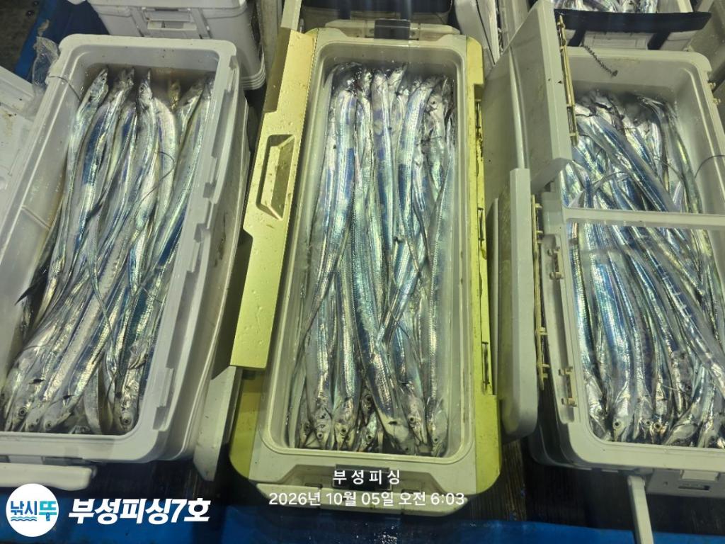 낚시뚜,갈치,통영영운리항,부성피싱7호,낚시뚜25