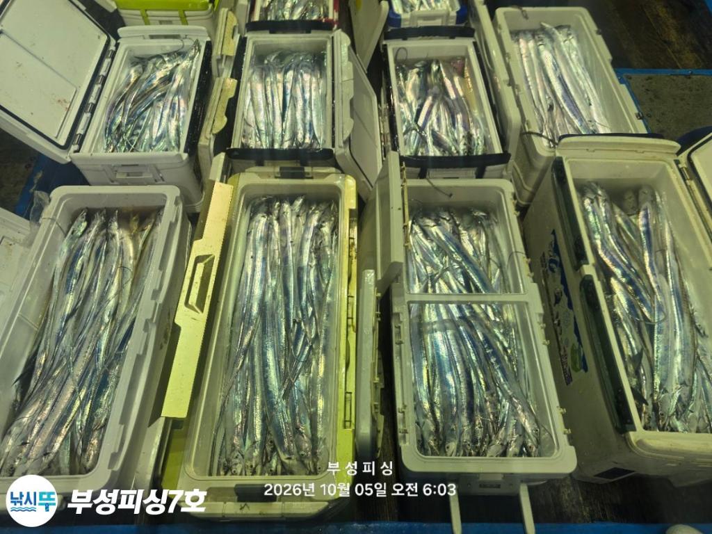 낚시뚜,갈치,통영영운리항,부성피싱7호,낚시뚜24