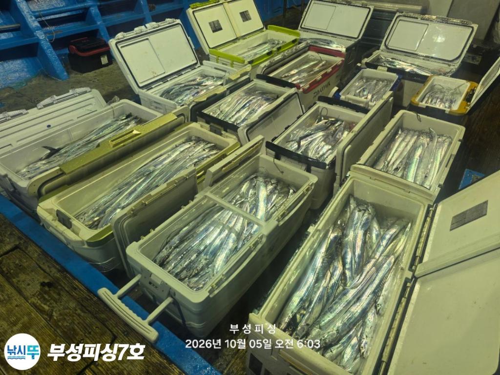 낚시뚜,갈치,통영영운리항,부성피싱7호,낚시뚜23