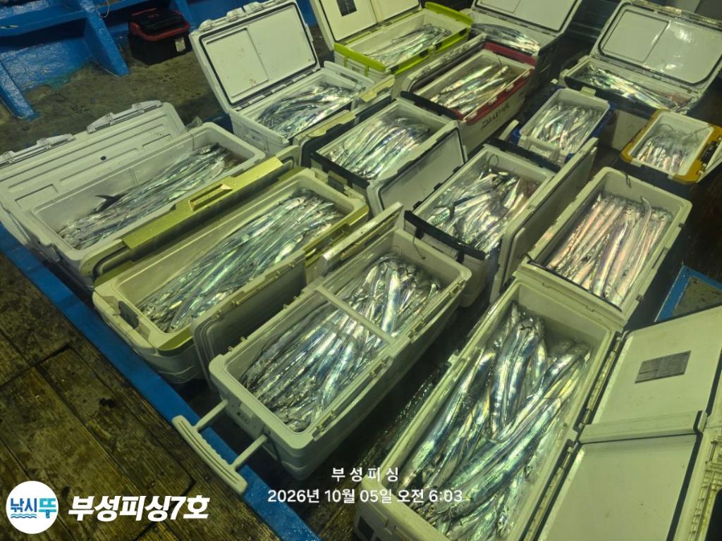낚시뚜,갈치,통영영운리항,부성피싱7호,낚시뚜22