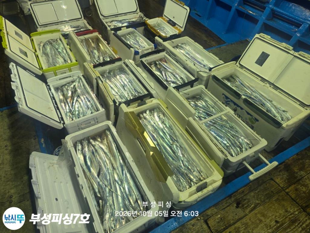 낚시뚜,갈치,통영영운리항,부성피싱7호,낚시뚜21