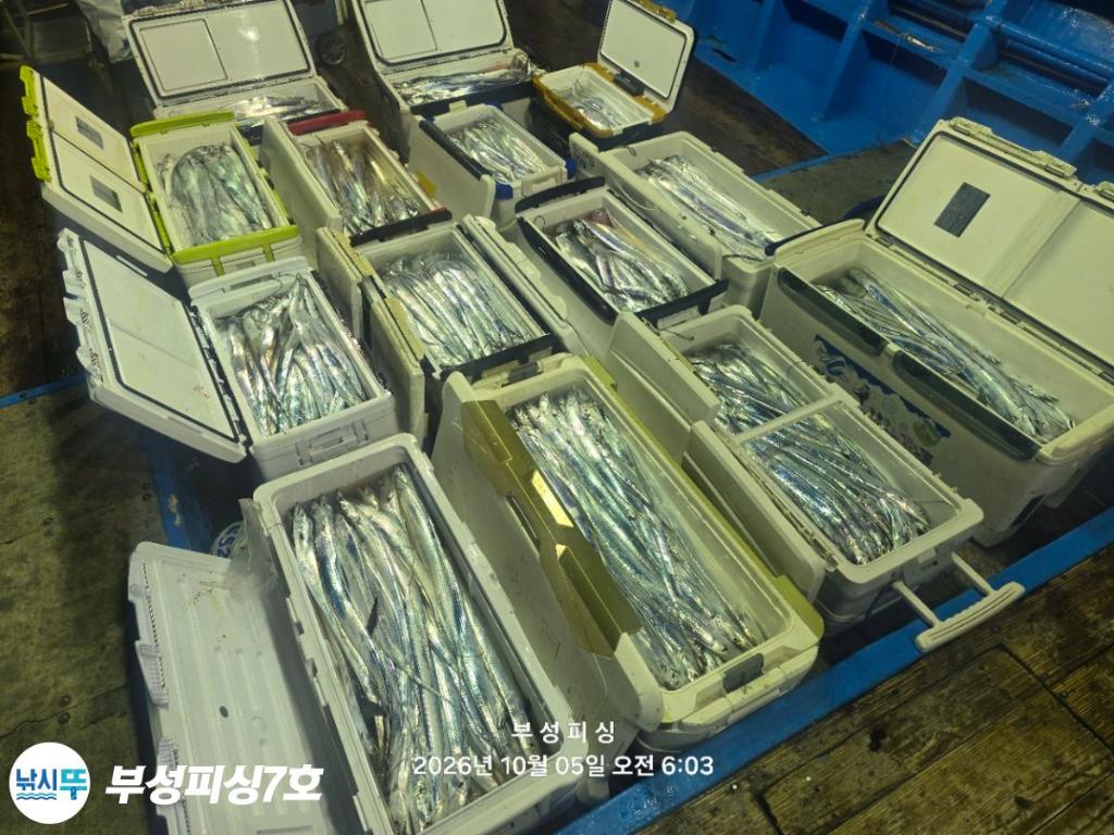 낚시뚜,갈치,통영영운리항,부성피싱7호,낚시뚜20