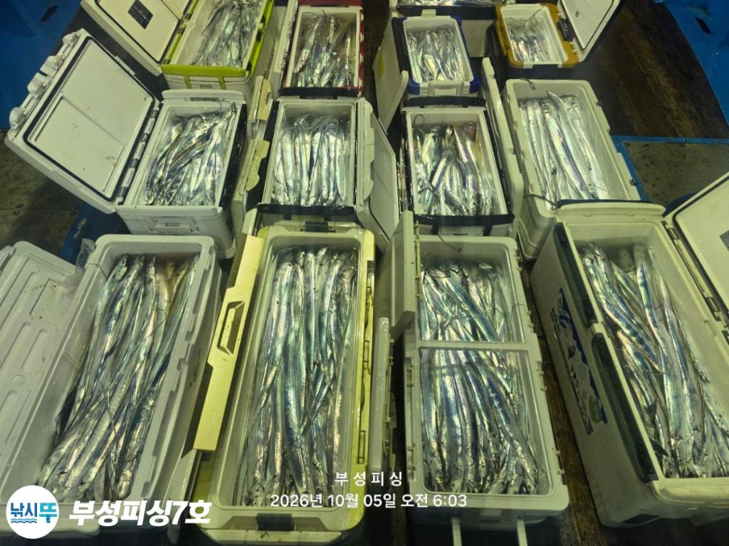 낚시뚜,갈치,통영영운리항,부성피싱7호,낚시뚜19