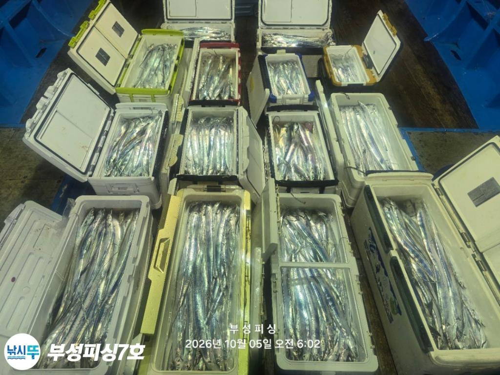 낚시뚜,갈치,통영영운리항,부성피싱7호,낚시뚜18