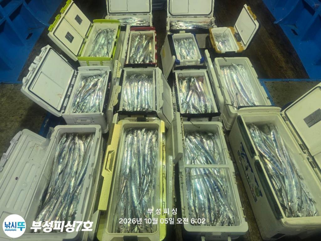 낚시뚜,갈치,통영영운리항,부성피싱7호,낚시뚜17