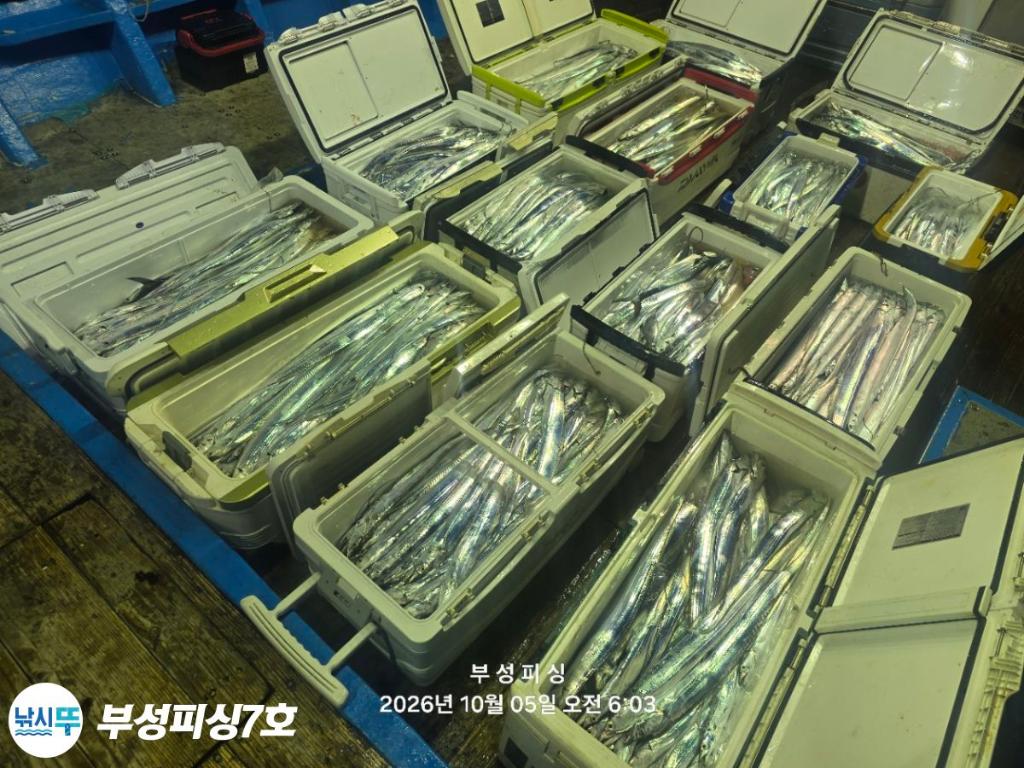 낚시뚜,갈치,통영영운리항,부성피싱7호,낚시뚜2