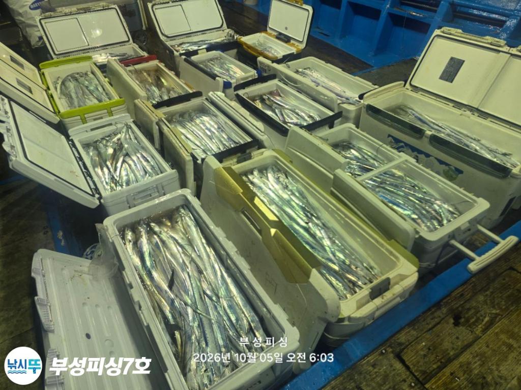 낚시뚜,갈치,통영영운리항,부성피싱7호,낚시뚜1