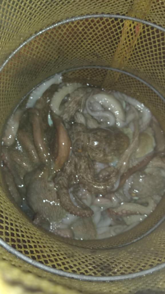 낚시뚜,돌문어,포항여남항,포항포시즌호,낚시뚜7