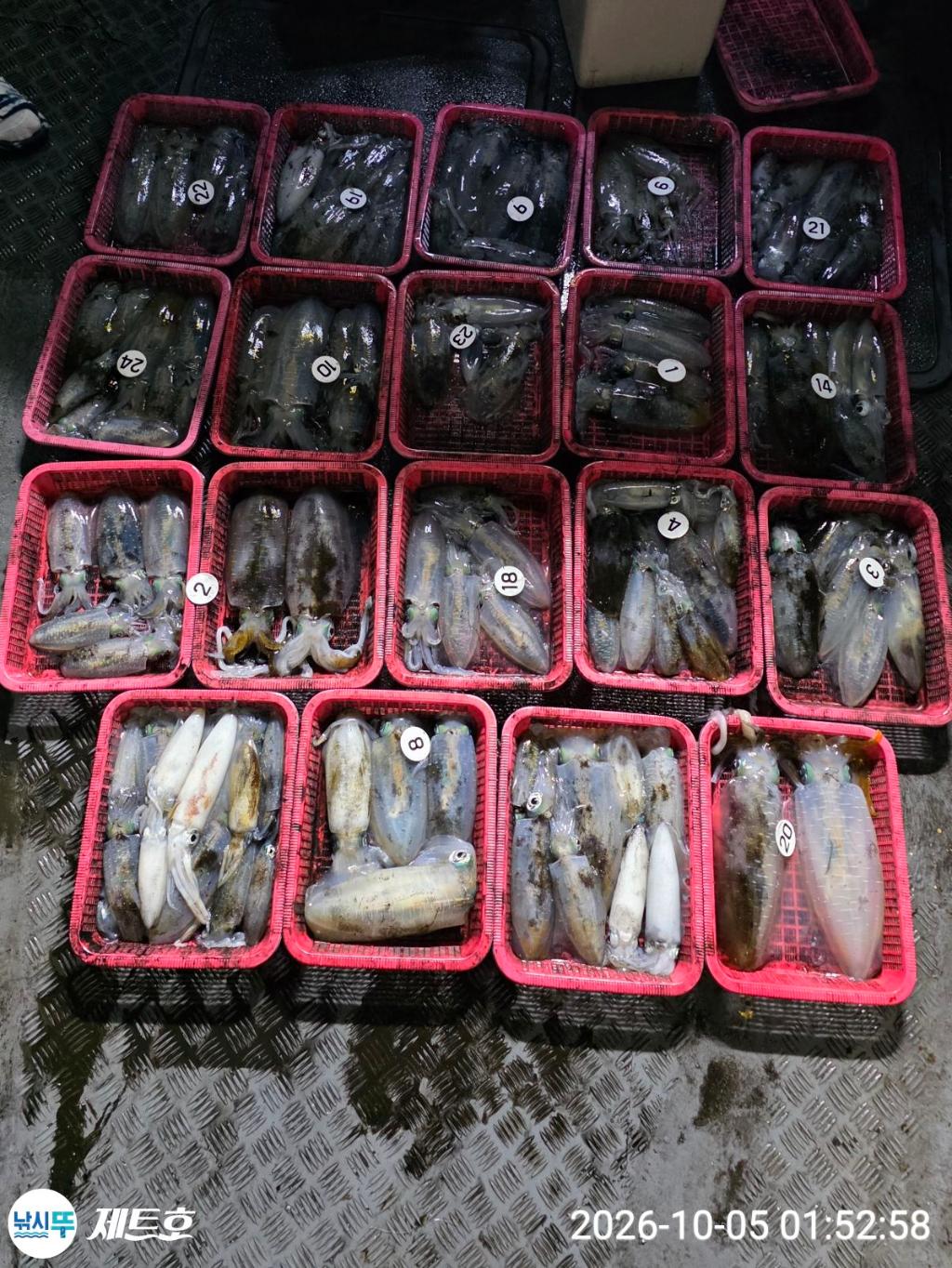 낚시뚜,무늬오징어,영일만항,포항 제트호,낚시뚜25